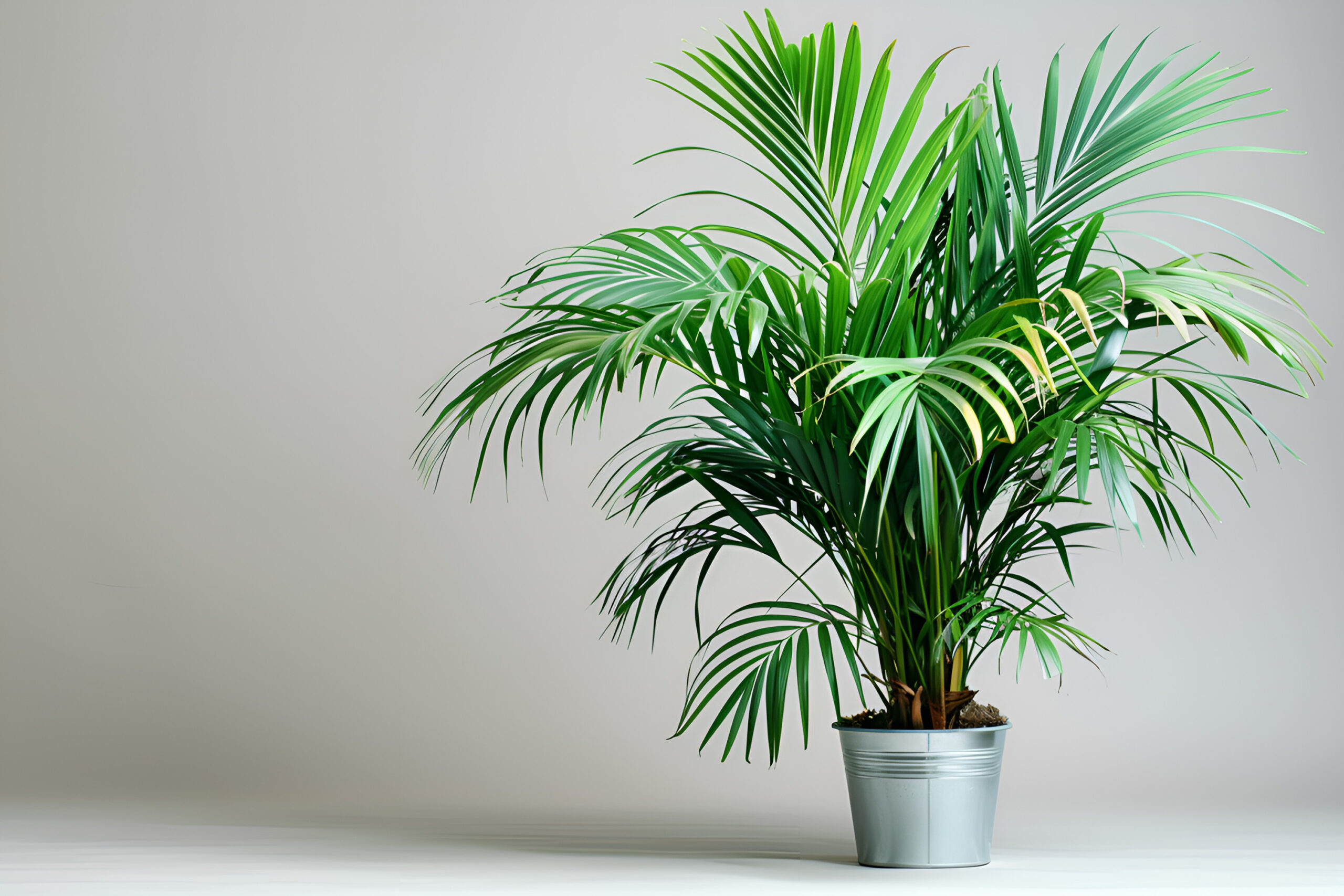 Small Palm Trees for Small Spaces A Complete Guide 